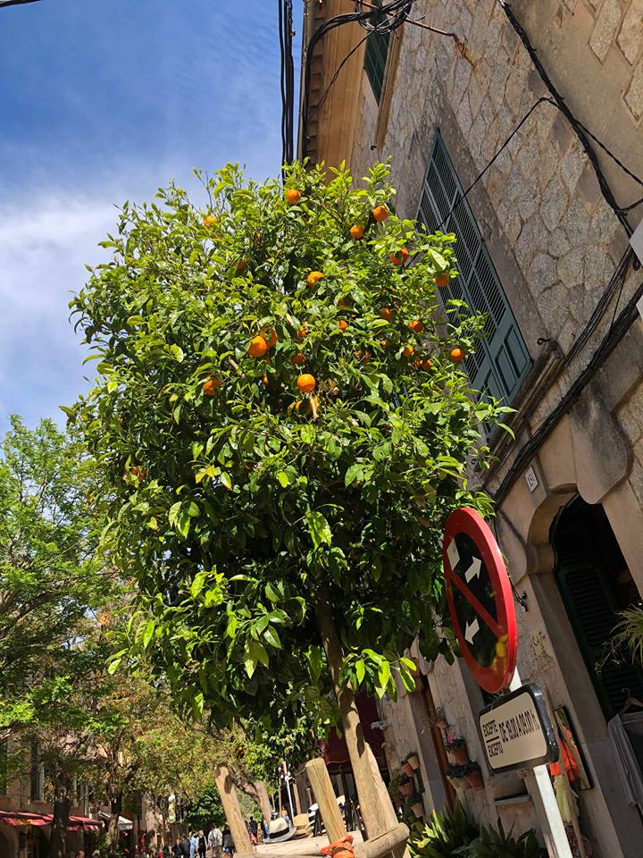 33032155_10156147526190659_237868500171882496_n