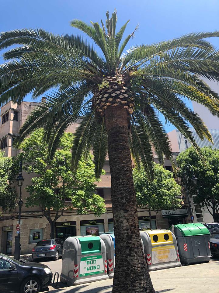 33077909_10156147525990659_6463497881478234112_n